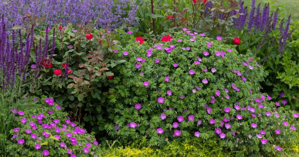 pink cranesbill in a herbaceous border