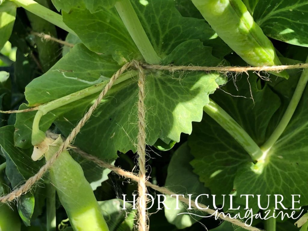 twine tied together and used as a support structure for peas