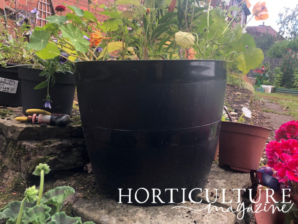 a black plastic container on a garden step with visible nasturtium