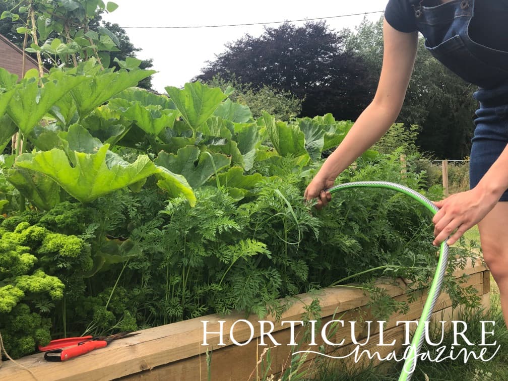 a hose pipe being used to water carrot plants in raised beds