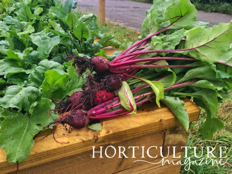 How (And When) To Harvest Beetroot Horticulture.co.uk