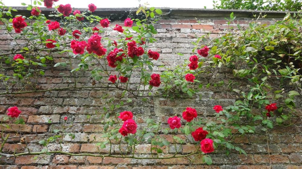 rambling red roses climbing up an old garden wall