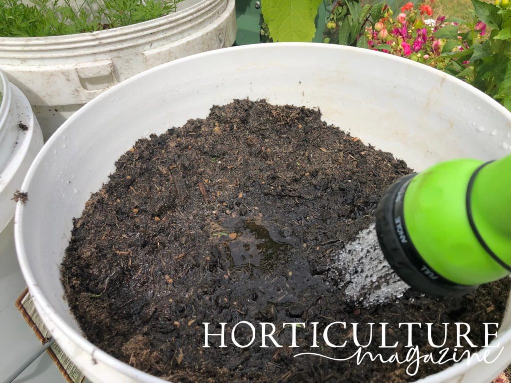 hose watering in recently sown carrot seeds