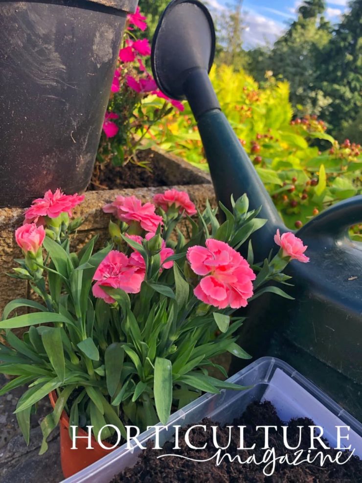 Sowing Dianthus Seeds In 4 Steps Horticulture Magazine