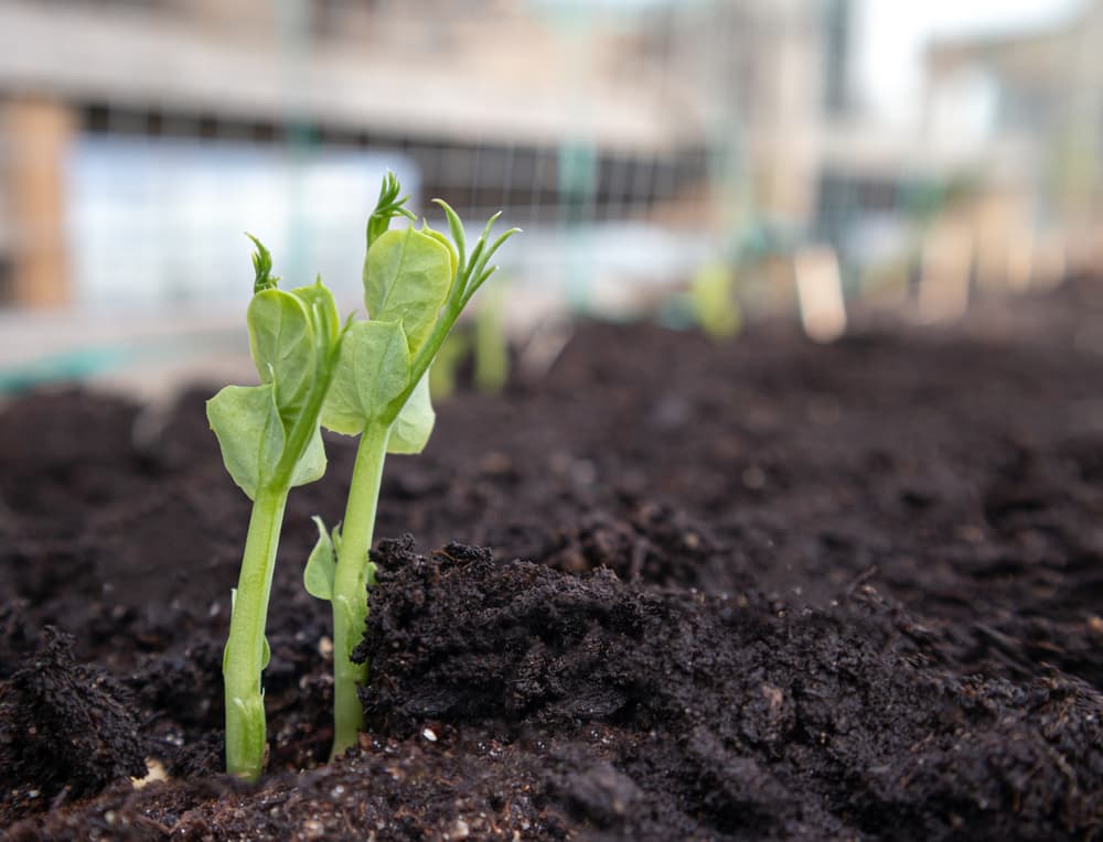 pea seedlings in a freshly tended garden bed