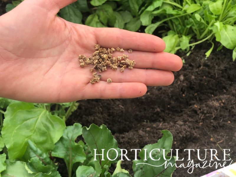 5 Steps To Grow Beetroot From Seed Horticulture.co.uk