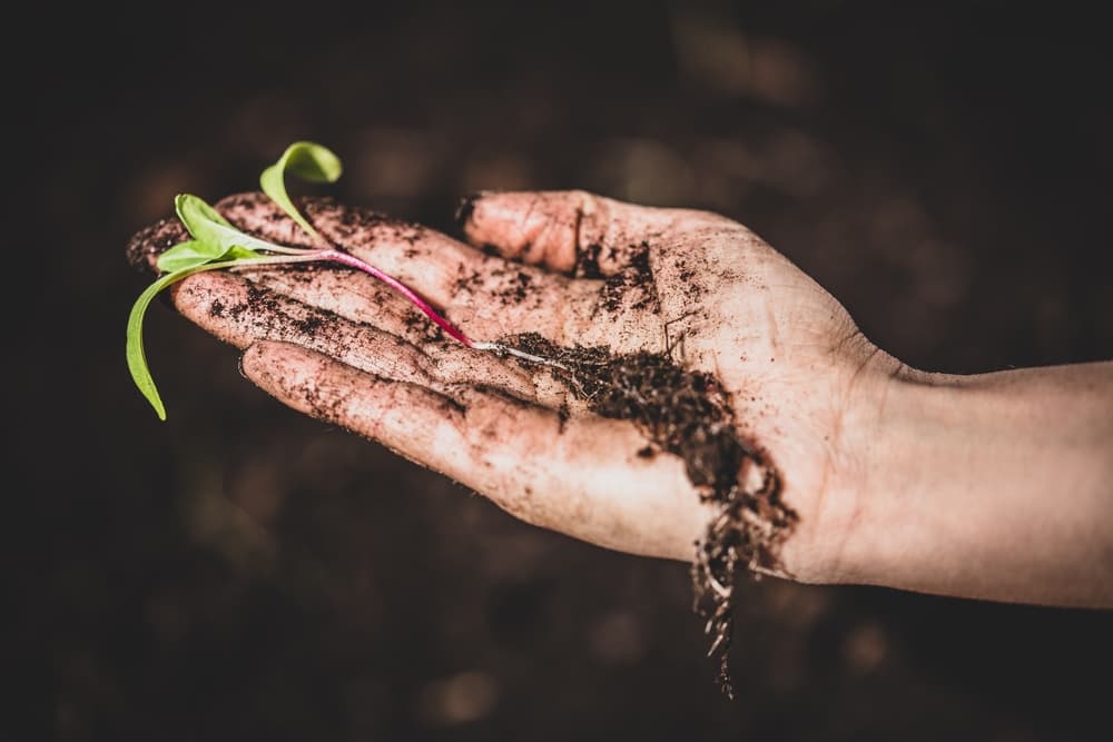 outstretched palm showing a chard seedling