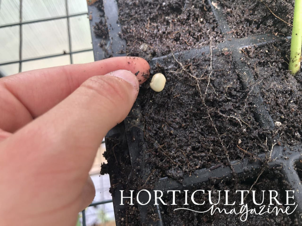 hand shown sowing peas in open trays