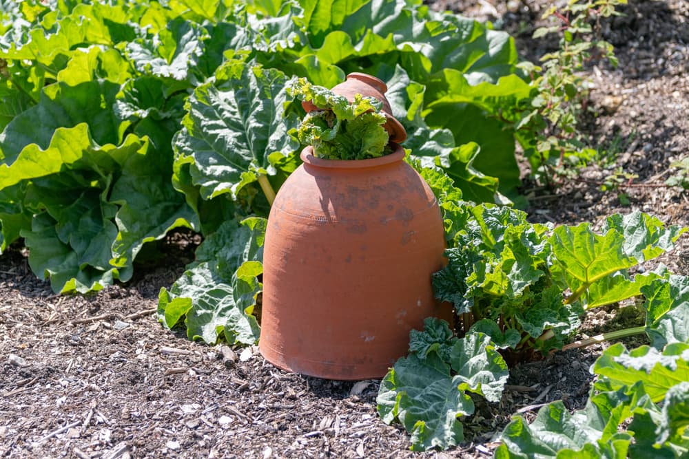 a vegetable plot growing leafy rhubarb with terracotta cloche that is half open