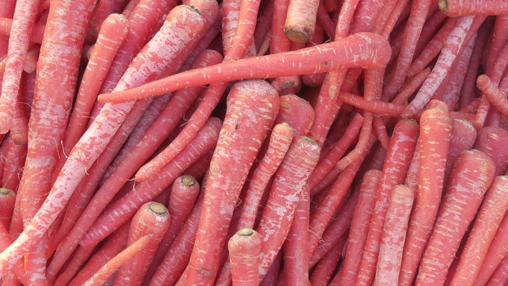 harvested Daucus carota ‘Nutri-red’ in a large pile