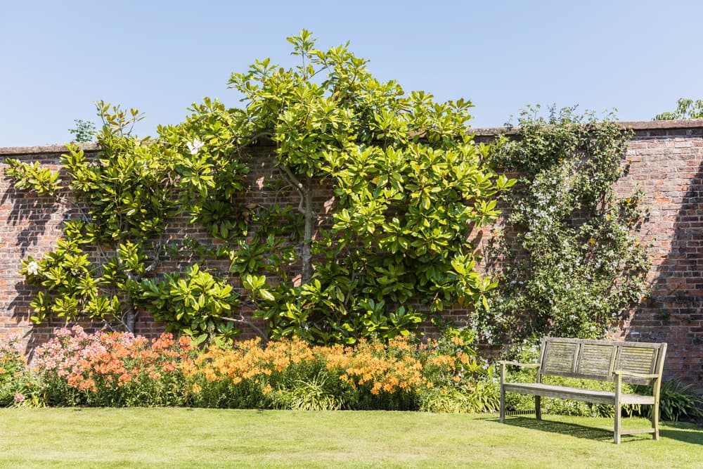 an espaliered magnolia tree trained up a garden wall as part of a border area; lawn and bench in the foreground