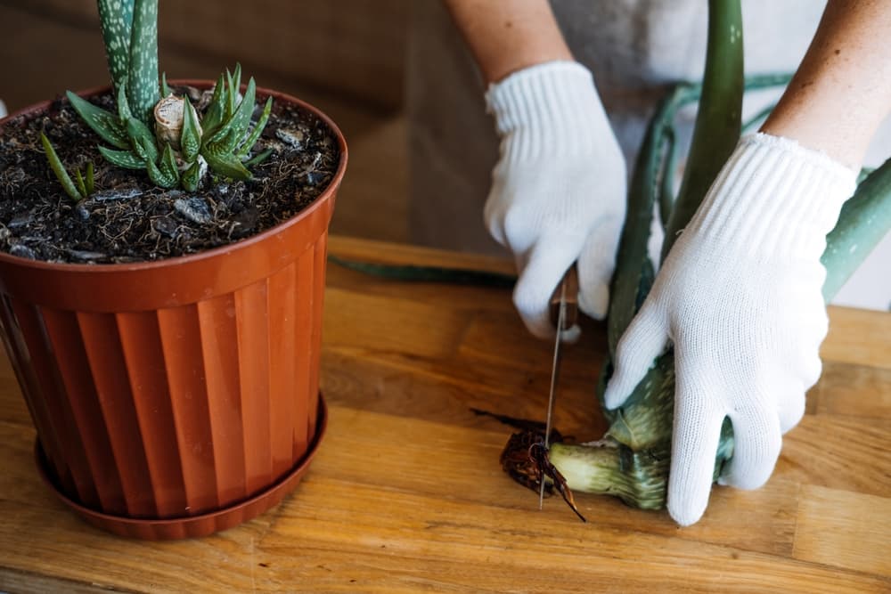 hands cutting dead matter from an aloe plant in preparation for repotting