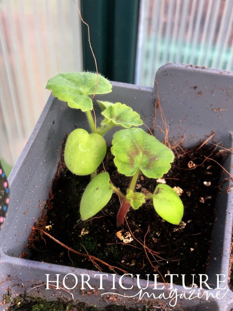 two very small geranium seedlings