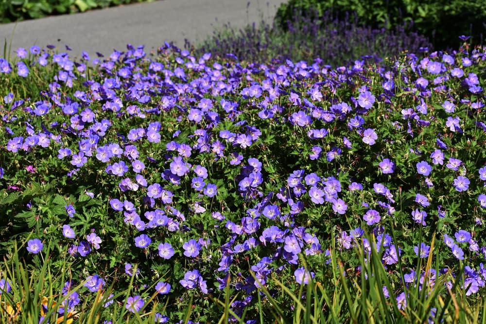 a large shrubby geranium Rozanne plant