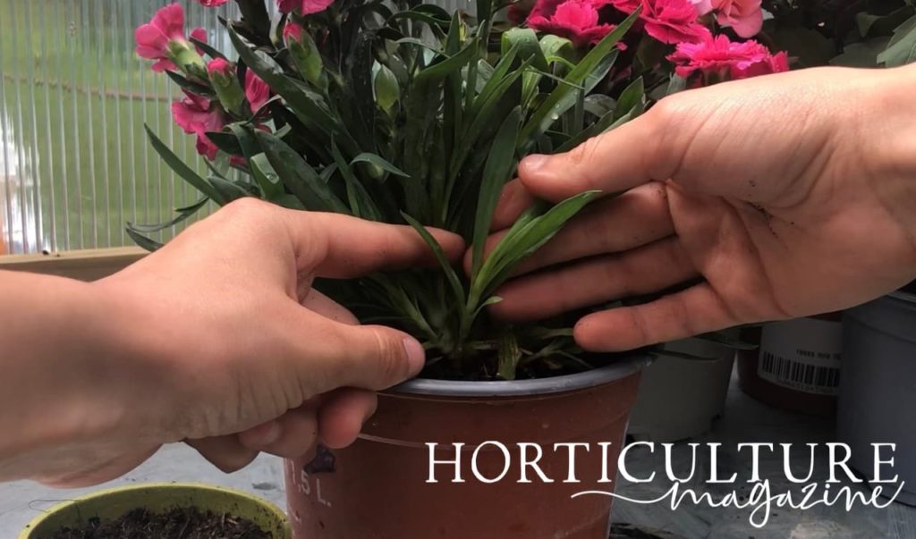 hands shown identifying a suitable area of a potted dianthus plant to cut
