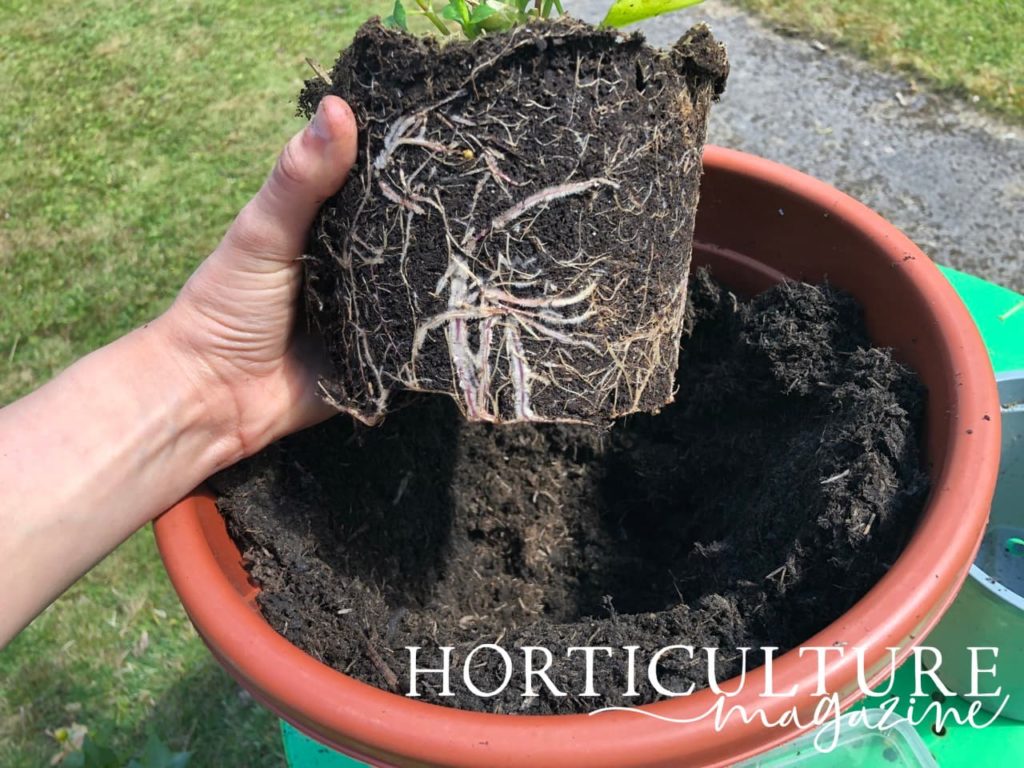 close up of a dahlia plants roots after being removed from its pot