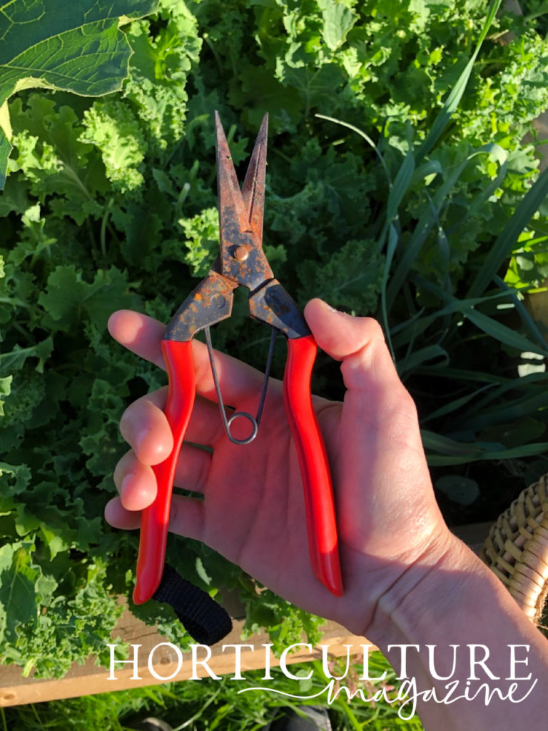 hands holding red secateurs in front of kale plant