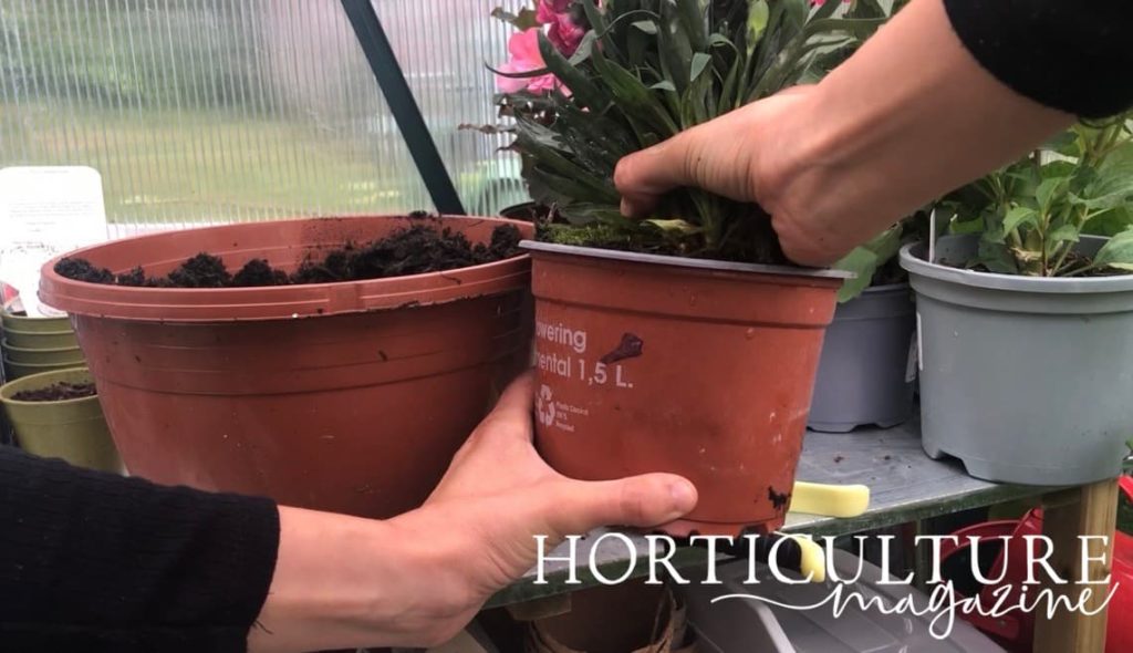removing a dianthus plant from its 1.5L pot
