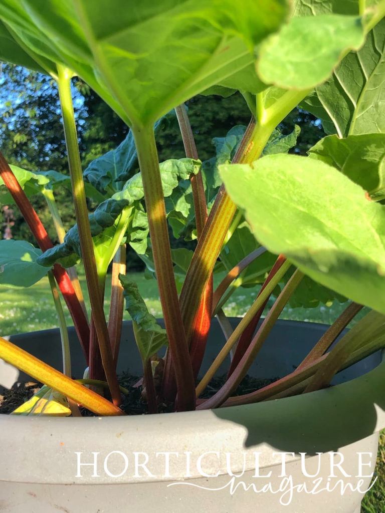 stems of potted rhubarb ready for harvesting