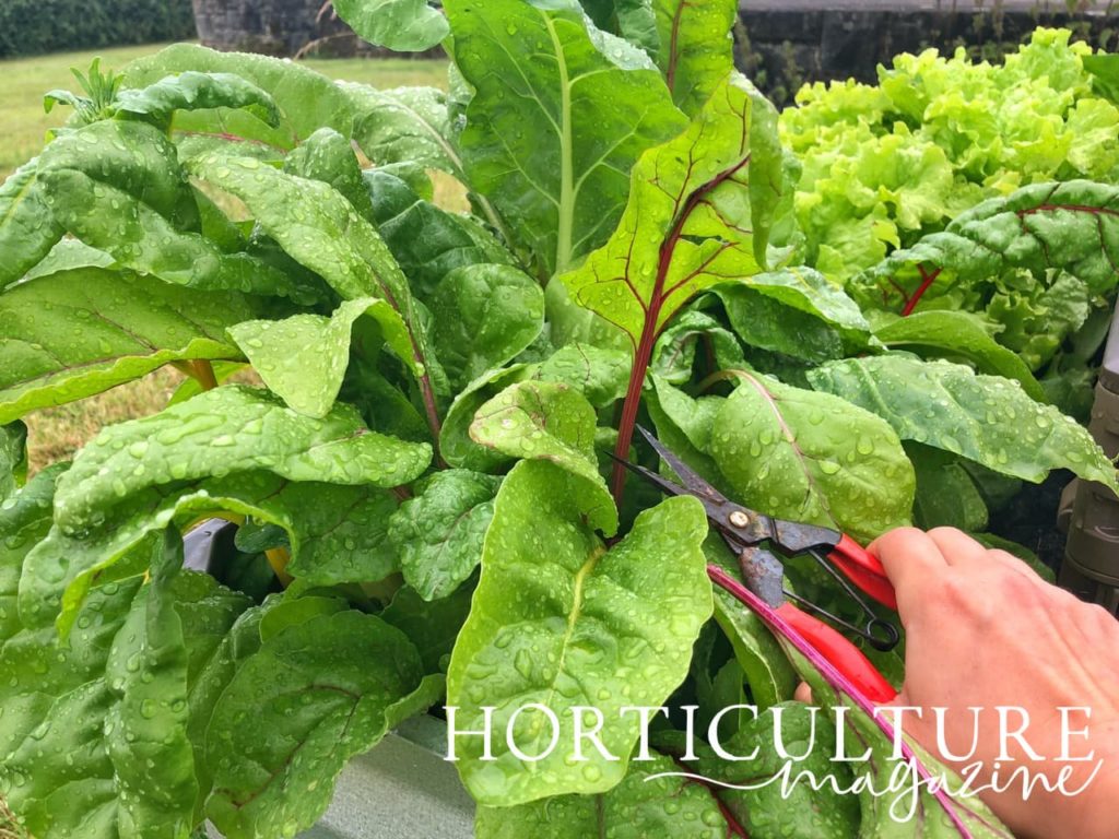 hand using small red secateurs to harvest by snipping at the red stems of swiss chard