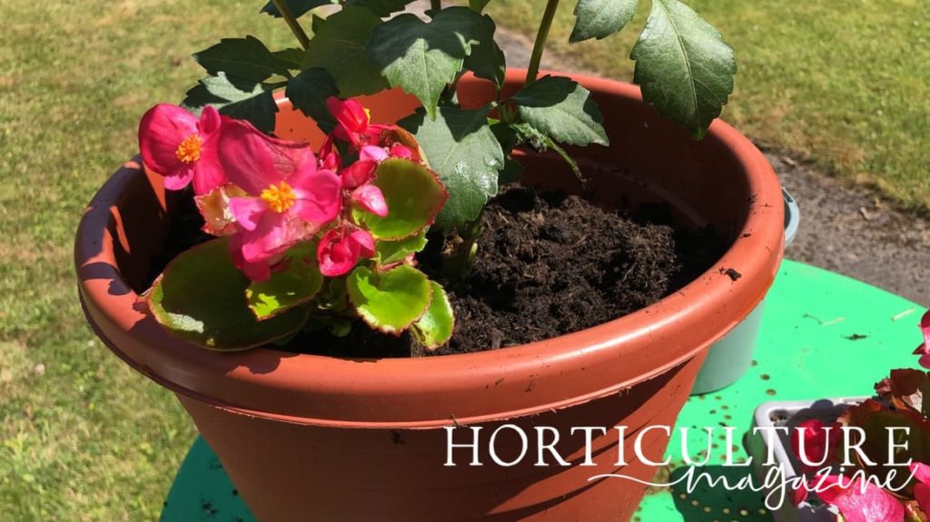 begonia and zinnia growing in a large pot with visible compost added