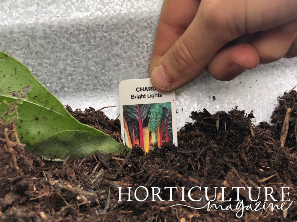 hand placing chard 'bright lights' marker in compost