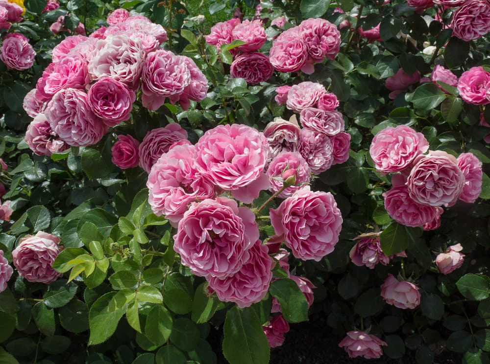 stunning pink rose blooms from a large bushy shrub