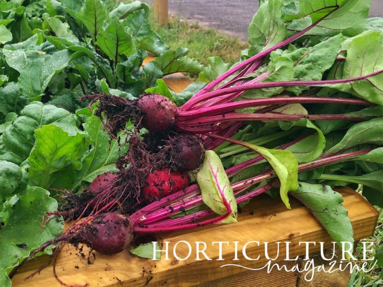 How (And When) To Harvest Beetroot Horticulture.co.uk