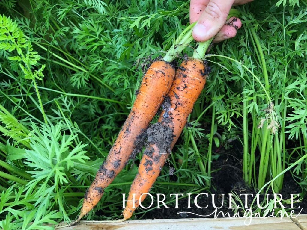 hand holding two freshly harvested carrots that are still covered in mud