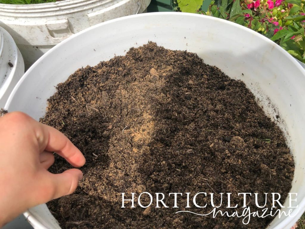 hand thinning out carrot seedlings