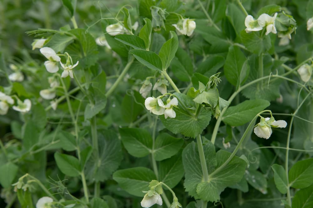 white-flowering Pisum sativum 'Hurst Greenshaft' plant