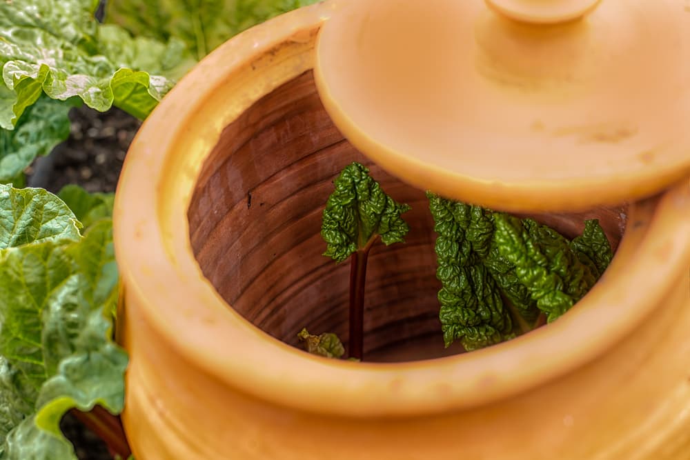view inside a terracotta cloche where rhubarb is being forced