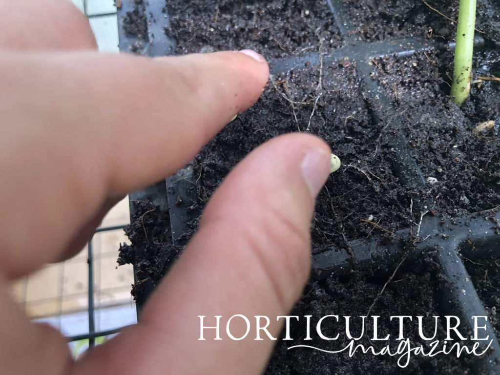 sowing a second seed in the same open tray