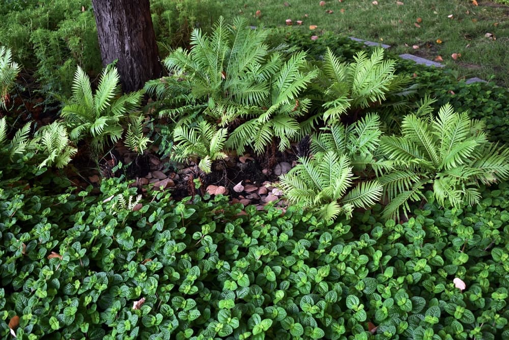 ferns in a dark and shaded garden area