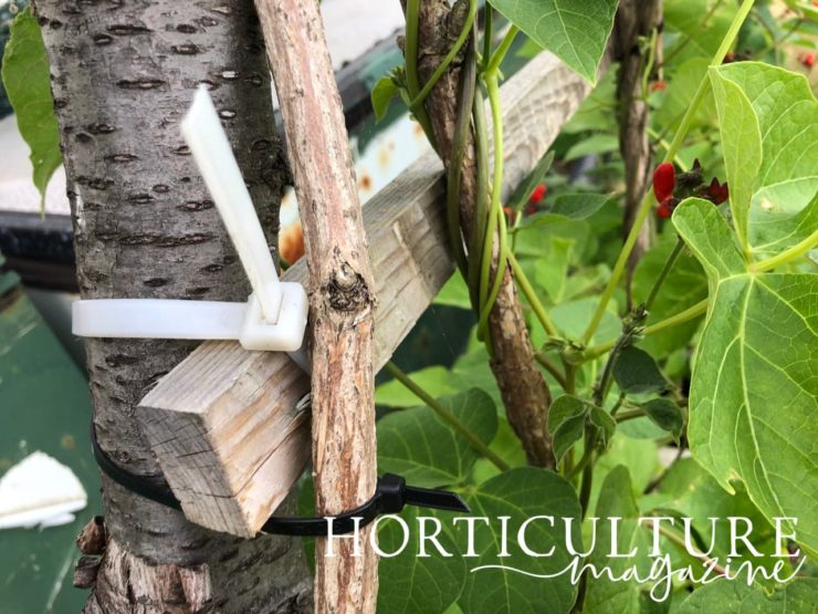 How To Support Climbing French Beans Horticulture.co.uk