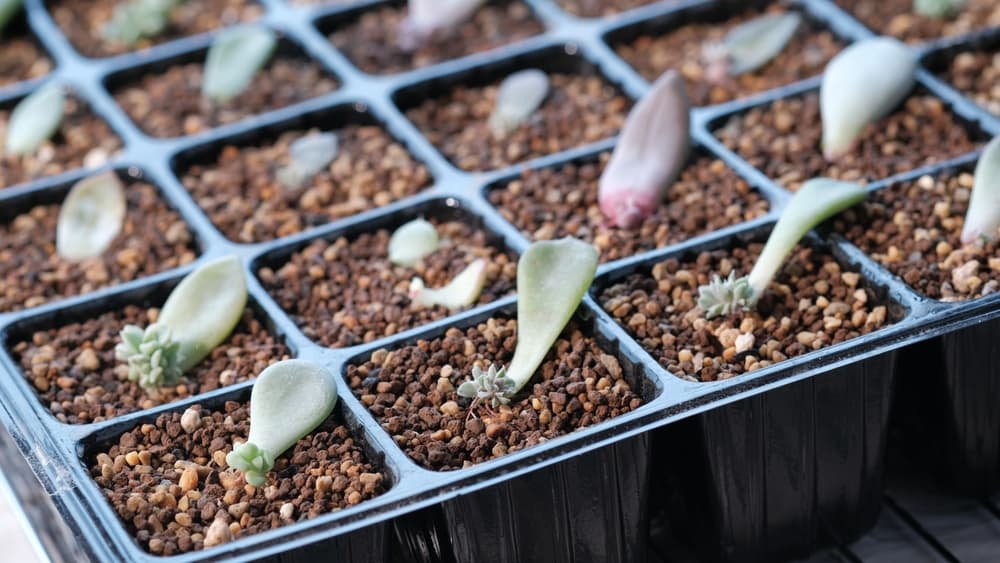 succulent leaf cuttings being propagated in trays