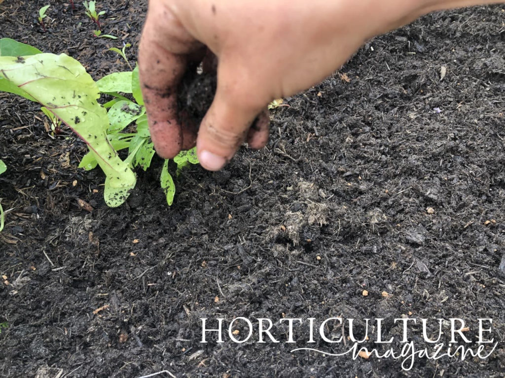 hand moving compost over seeds