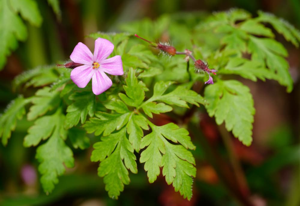 Geranium robertianum with a single flower and visible seed pods