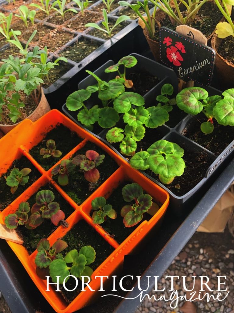 two trays of geranium seedlings in a greenhouse