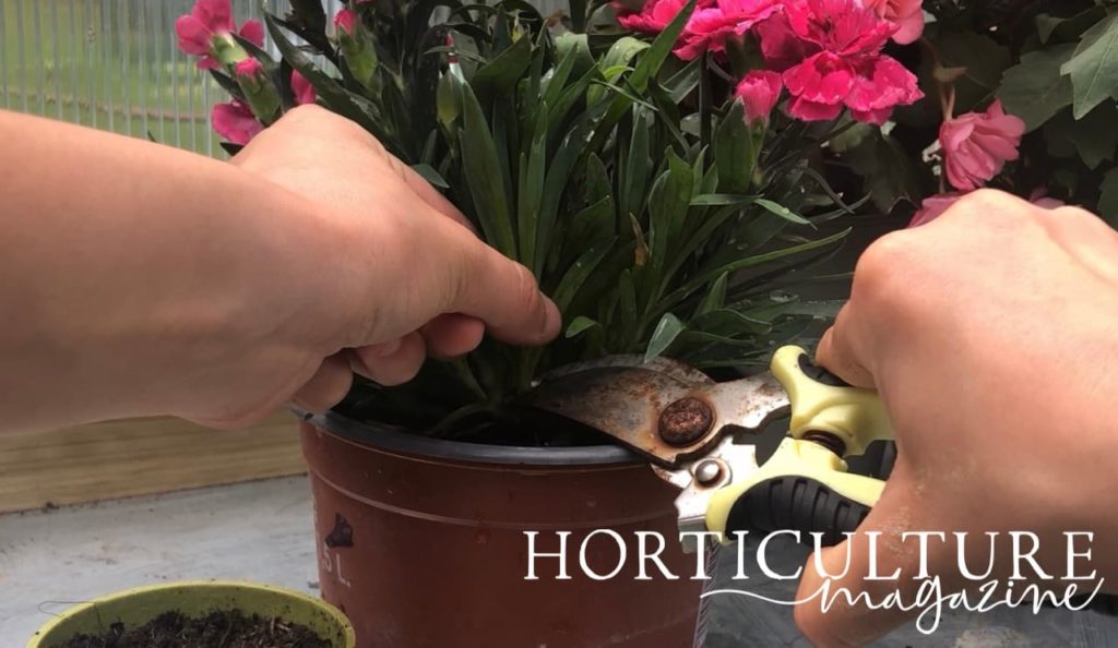 hands using secateurs to take a cutting from a potted dianthus