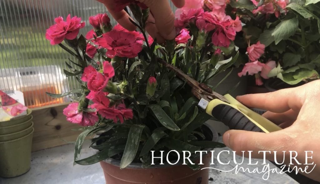 secateurs being used to deadhead spent dianthus blooms