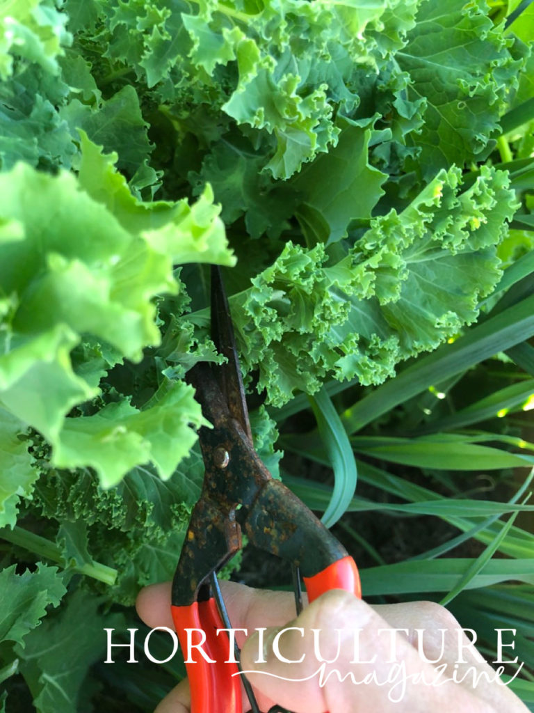 secateurs harvesting kale