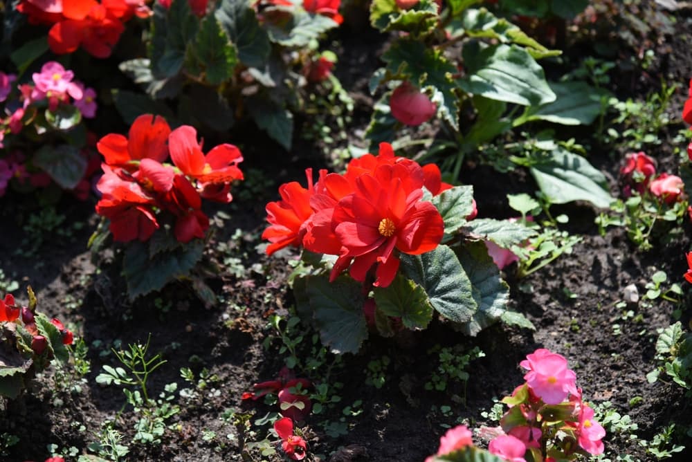 Begonia x tuberhybrida blooming in a summer garden