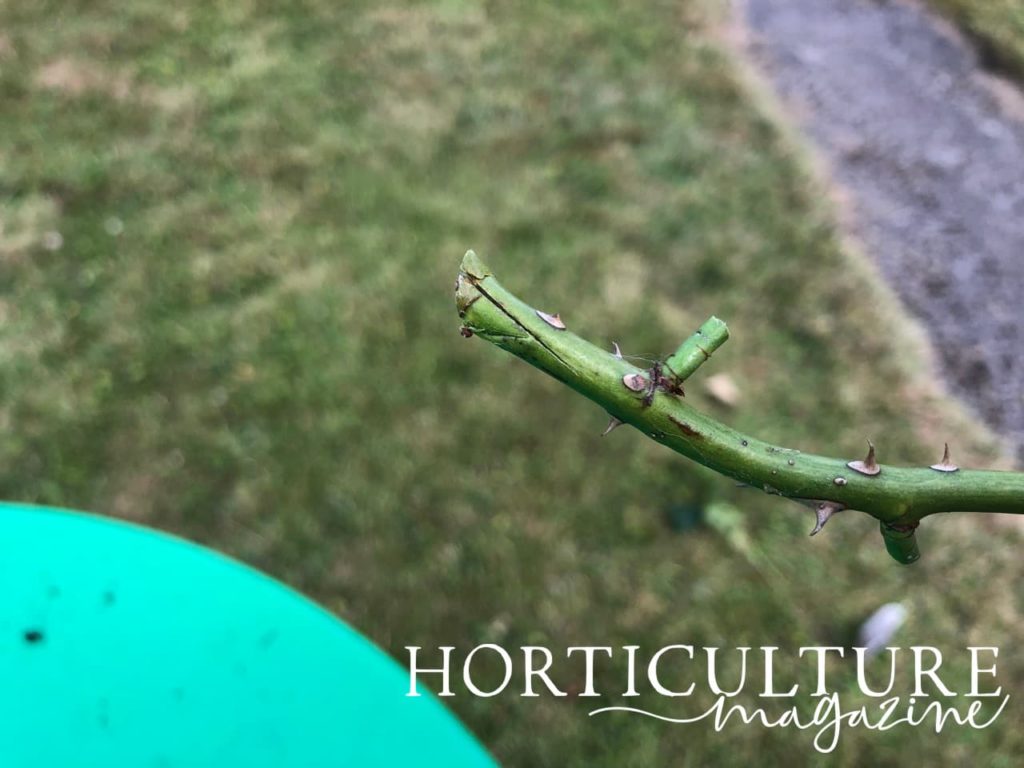 a rose cutting with visible notches etched into the bottom