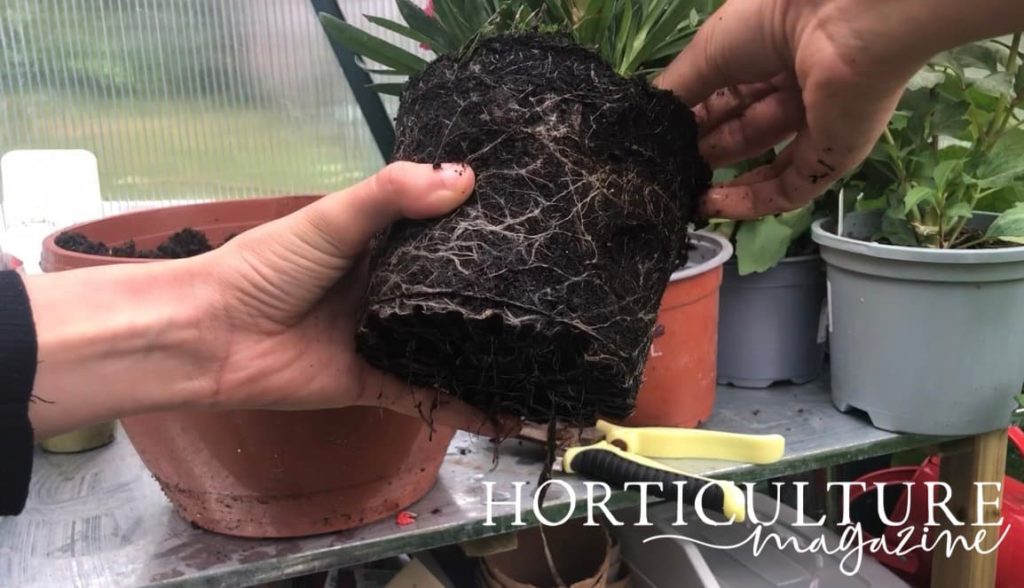 hand holding a dianthus plant removed from its pot
