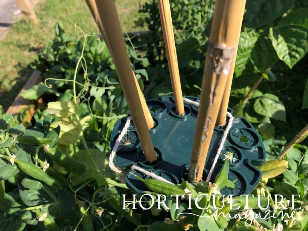 birds eye view of garden peas support structure