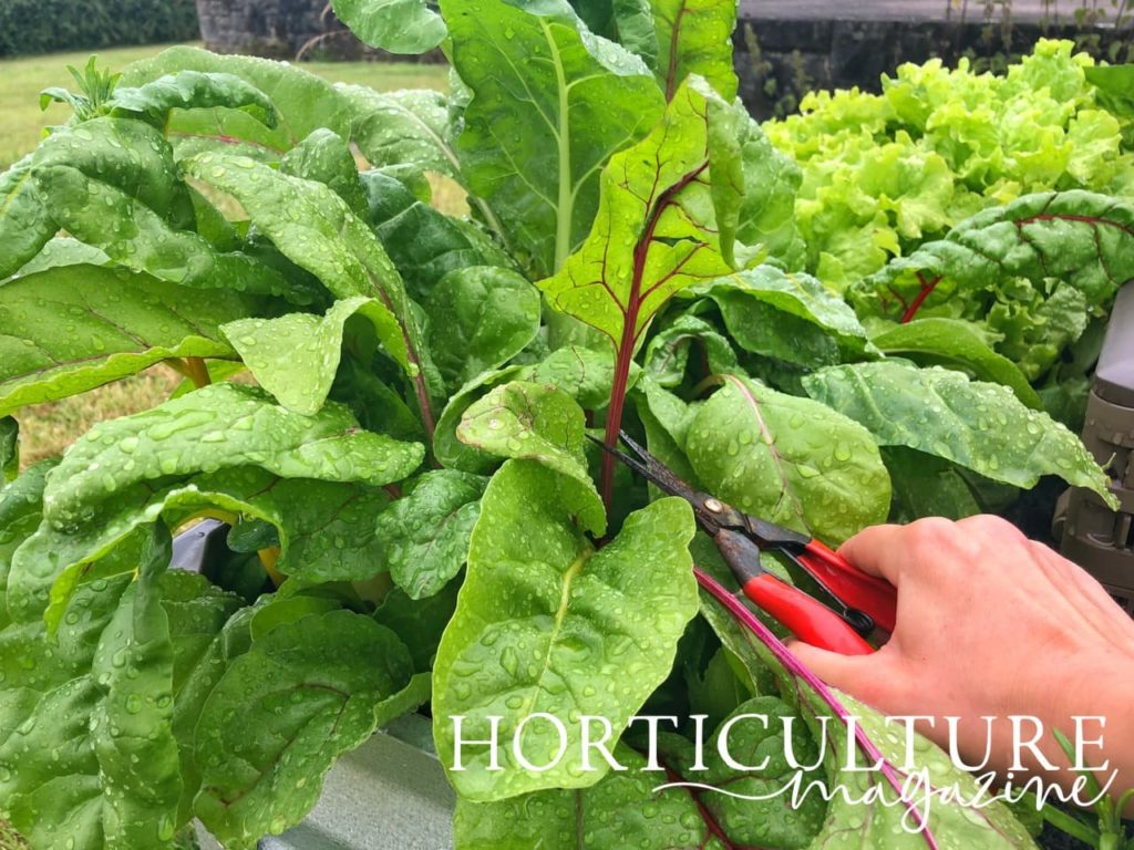 another view of red secateurs being used for harvesting swiss chard