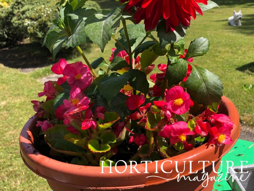 pink wax begonias growing with red dahlia flower in a large pot