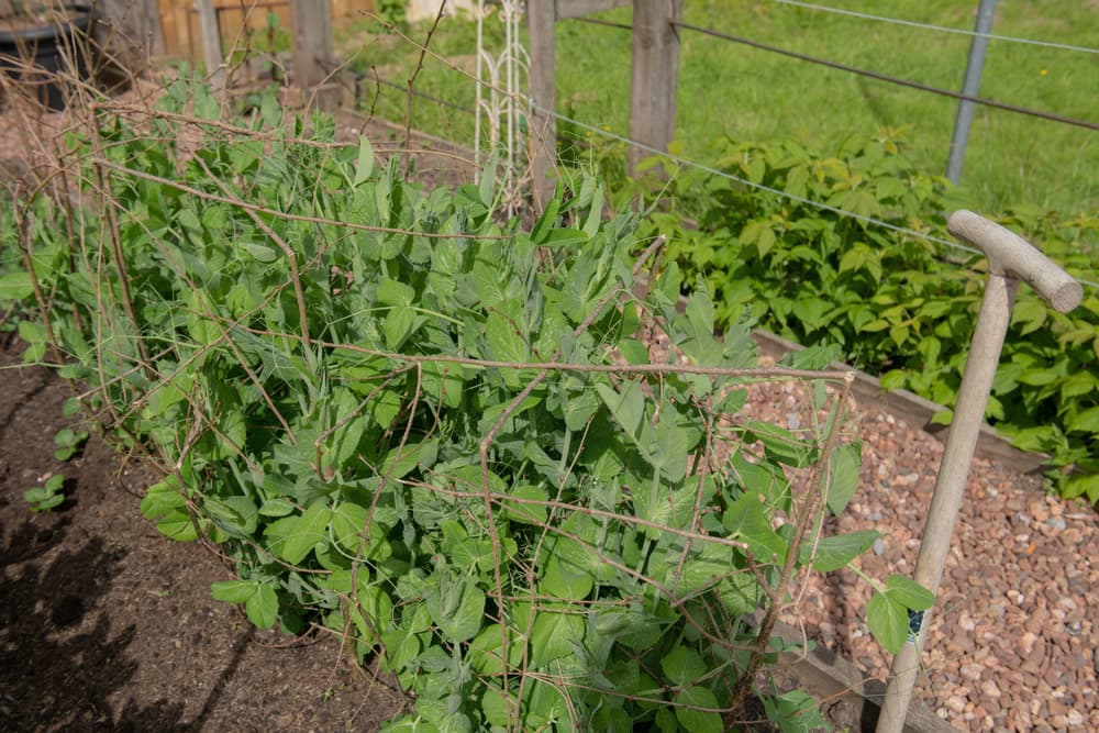 pisum sativum plant supported by a homemade structure in a vegetable plot