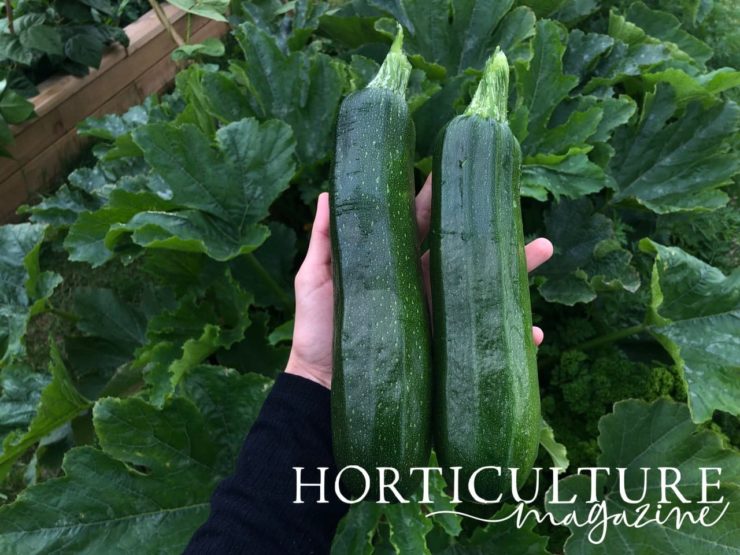 How (And When) To Harvest Courgettes Horticulture.co.uk